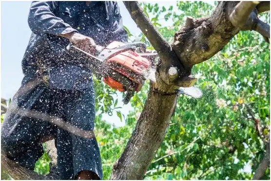 tree services Edgerton